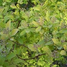 Spiraea x vanhouttei 'Gold Fountain'