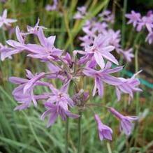 Tulbaghia violacea 'Variegata'