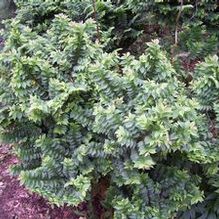 Ulmus x hollandica 'Jacqueline Hillier'