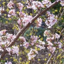 Viburnum farreri