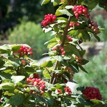 Viburnum lantana 'Wavecrest'