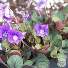 Viola walteri 'Silver Gem'