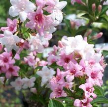 Weigela florida 'Variegated Mystery'