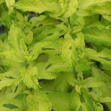Scrophularia buergeriana 'Lemon and Lime' Scrophularia buergeriana 'Lemon and Lime'