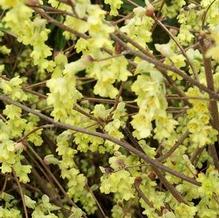 Corylopsis pauciflora