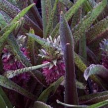 Eucomis 'Freckles' Eucomis 'Freckles'