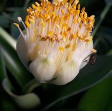 Haemanthus albiflorus (syn. albiflos)