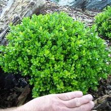 Buxus microphylla var. japonica 'Morris Dwarf'