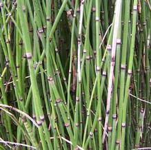 Equisetum hyemale