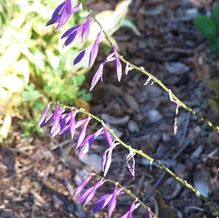 Hosta 'Purple Lady Finger'