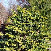 Chamaecyparis obtusa 'Fernspray Gold'