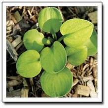 Hosta 'Giantland Sunny Mouse Ears'