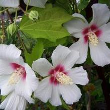 Hibiscus paramutabilis x syriacus 'Lohengrin'