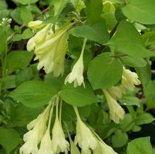 Weigela subsessilis 'Canary'