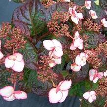 Hydrangea serrata 'Fire on the Mountain'