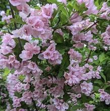 Weigela praecox 'Korean Sunrise' Weigela praecox 'Korean Sunrise'