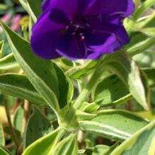 Tibouchina urvilleana 'Variegata' Tibouchina urvilleana 'Variegata'