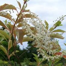 Clethra barbinervis Clethra barbinervis