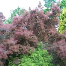 Cotinus x 'Grace' Cotinus x 'Grace'