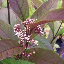 Callicarpa kwangtungensis Callicarpa kwangtungensis