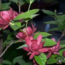 Calycanthus x raulstonii 'Hartlage Wine' Calycanthus x raulstonii 'Hartlage Wine'