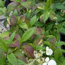 Hydrangea luteovenosa 'Aureo-variegata'