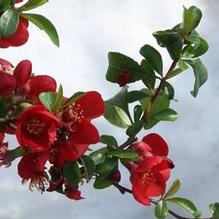 Chaenomeles japonica 'Kuro' Chaenomeles japonica 'Kuro'