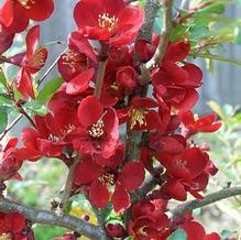 Chaenomeles japonica 'Kurokoji' Chaenomeles japonica 'Kurokoji'