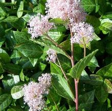 Ceanothus x pallidus 'Marie Simon' Ceanothus x pallidus 'Marie Simon'