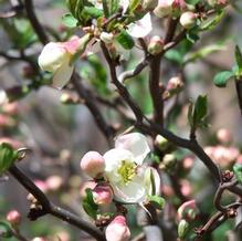 Chaenomeles speciosa 'Contorta' Chaenomeles speciosa 'Contorta'