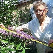 Buddleia davidii 'Distant Castle' Buddleia davidii 'Distant Castle'