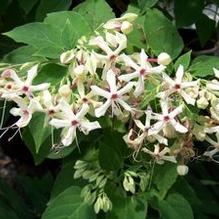 Clerodendrum trichotomum Clerodendrum trichotomum