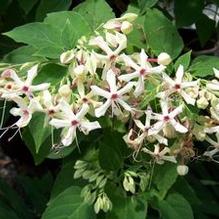 Clerodendrum trichotomum