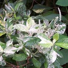 Clethra alnifolia 'Creel's Calico Select'