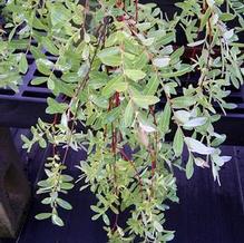 Salix integra 'Pendula'