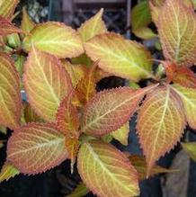 Hydrangea serrata 'Mountain Mania'