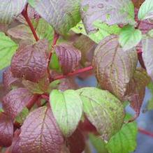 Cornus alba 'Siberian Pearls'