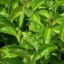 Cornus sericea 'Kelseyi' Cornus sericea 'Kelseyi'