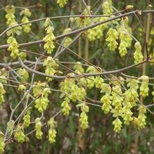 Corylopsis sinensis var. sinensis (formerly C. willmottiae) Corylopsis sinensis var. sinensis (formerly C. willmottiae)