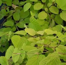 Corylopsis spicata 'Aurea' Corylopsis spicata 'Aurea'