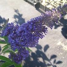 Buddleia davidii 'Ellen's Blue' Buddleia davidii 'Ellen's Blue'