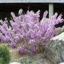 Daphne genkwa 'John Bieber' Daphne genkwa 'John Bieber'