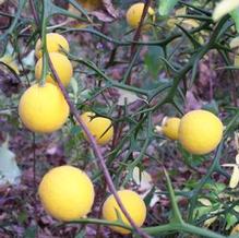 Citrus trifoliata Citrus trifoliata