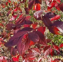 Vaccinium corymbosum