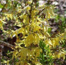 Forsythia viridissima 'Bronxensis' Forsythia viridissima 'Bronxensis'