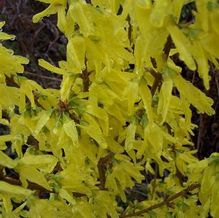 Forsythia x intermedia 'Rebel' Forsythia x intermedia 'Rebel'