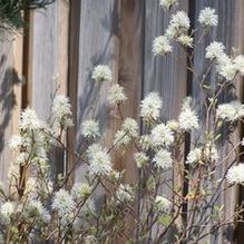 Fothergilla gardenii 'Blue Mist' Fothergilla gardenii 'Blue Mist'
