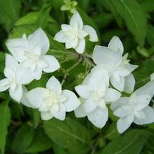 Hydrangea serrata 'Wilson 7820'