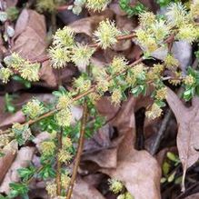 Salix repens 'Boyd's Pendulous'