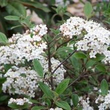 Viburnum x burkwoodii 'Conoy'